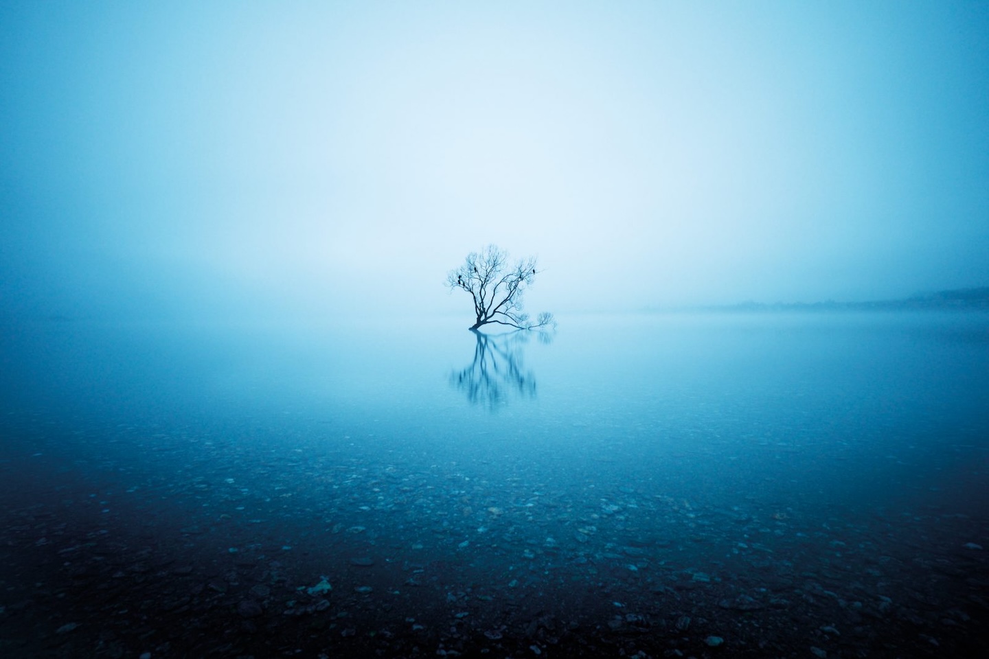 The Lone Tree